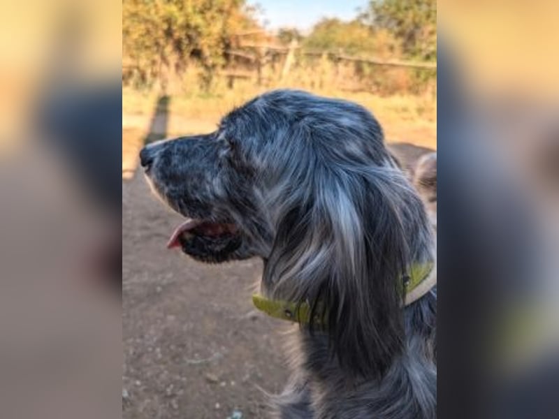 Nadine-liebe, verträgliche Setter-Mix-Hündin sucht ihre Familie