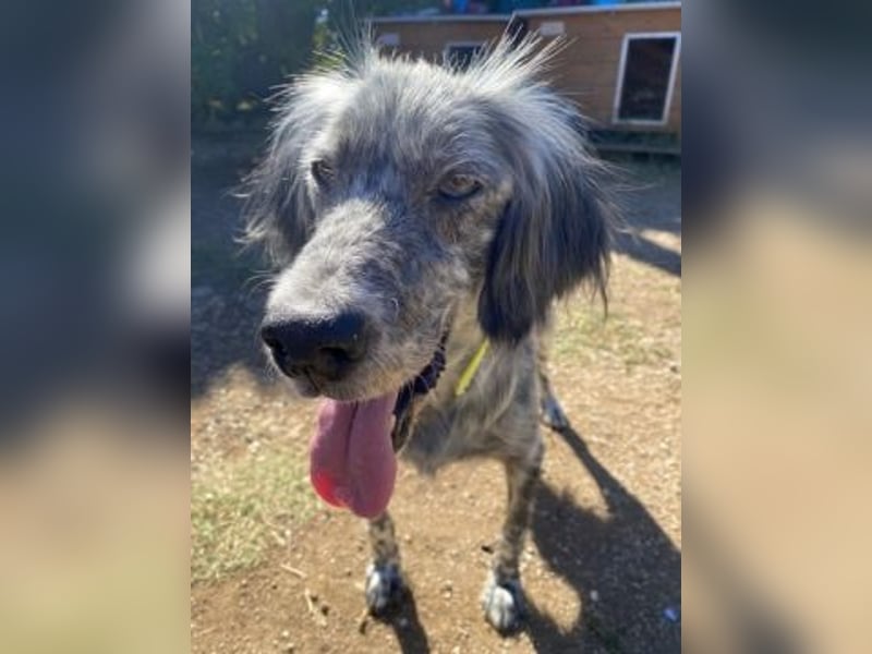 Nadine-liebe, verträgliche Setter-Mix-Hündin sucht ihre Familie