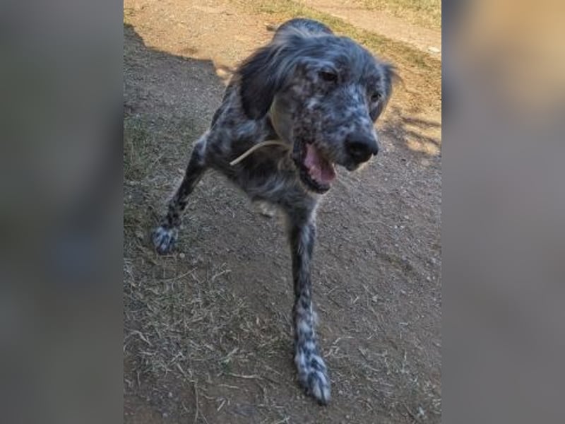 Nadine-liebe, verträgliche Setter-Mix-Hündin sucht ihre Familie