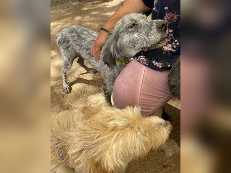 Nadine-liebe, verträgliche Setter-Mix-Hündin sucht ihre Familie