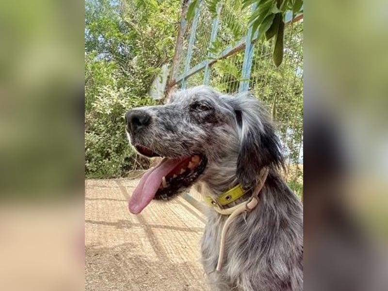 Nadine-liebe, verträgliche Setter-Mix-Hündin sucht ihre Familie