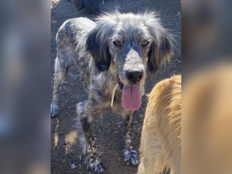 Nadine-liebe, verträgliche Setter-Mix-Hündin sucht ihre Familie