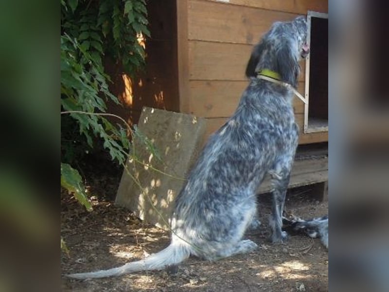 Nadine-liebe, verträgliche Setter-Mix-Hündin sucht ihre Familie