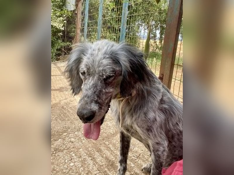 Nadine-liebe, verträgliche Setter-Mix-Hündin sucht ihre Familie