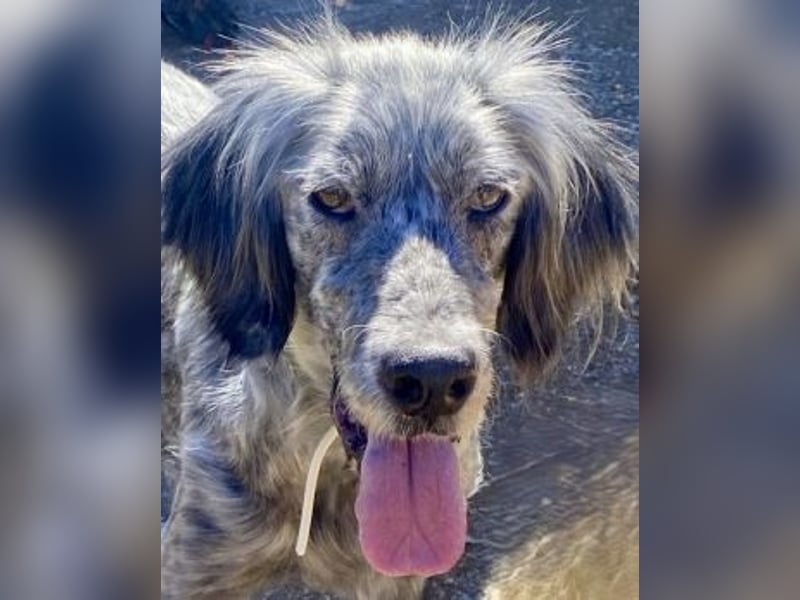 Nadine-liebe, verträgliche Setter-Mix-Hündin sucht ihre Familie