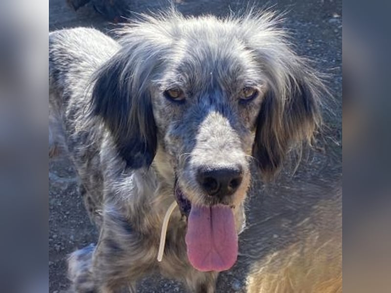 Nadine-liebe, verträgliche Setter-Mix-Hündin sucht ihre Familie