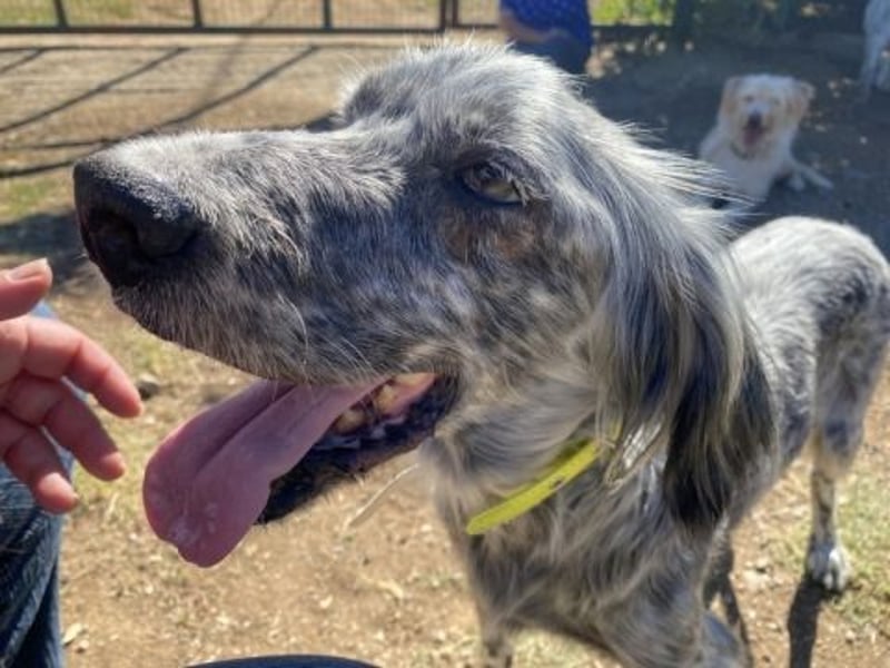 Nadine-liebe, verträgliche Setter-Mix-Hündin sucht ihre Familie