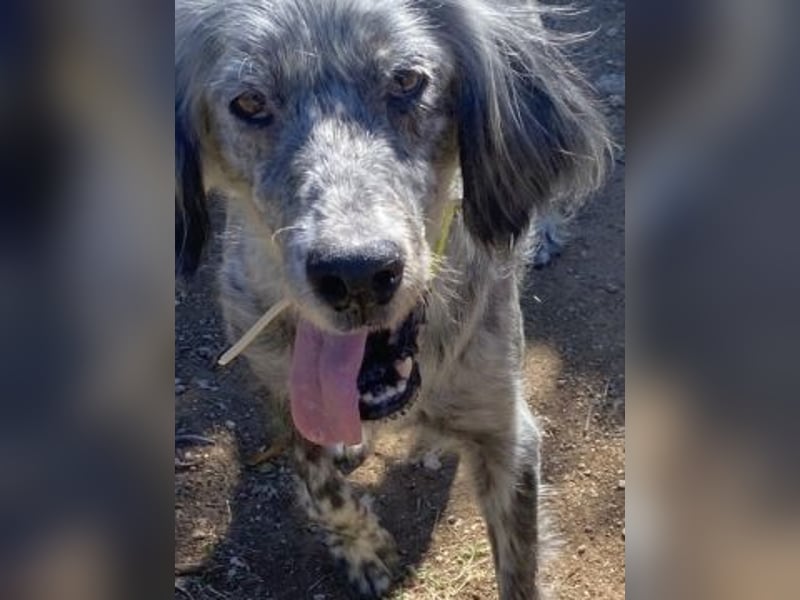Nadine-liebe, verträgliche Setter-Mix-Hündin sucht ihre Familie
