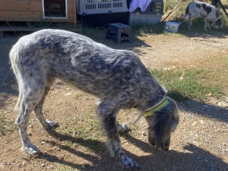 Nadine-liebe, verträgliche Setter-Mix-Hündin sucht ihre Familie