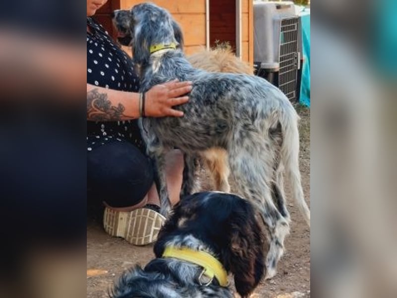 Nadine-liebe, verträgliche Setter-Mix-Hündin sucht ihre Familie