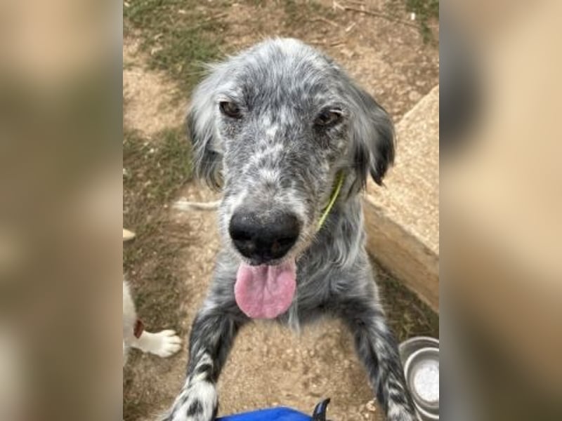 Nadine-liebe, verträgliche Setter-Mix-Hündin sucht ihre Familie