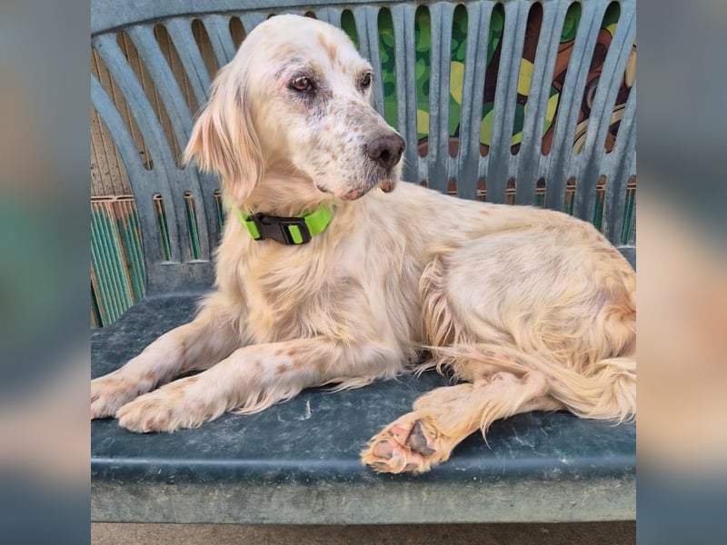 Ketty - fröhliche Setter Dame sucht liebevolles aktives Zuhause
