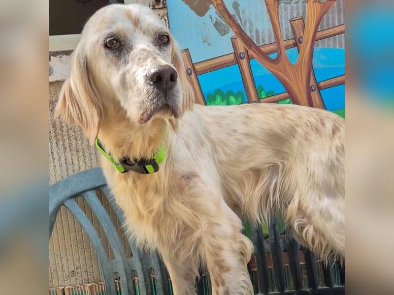 Ketty - fröhliche Setter Dame sucht liebevolles aktives Zuhause