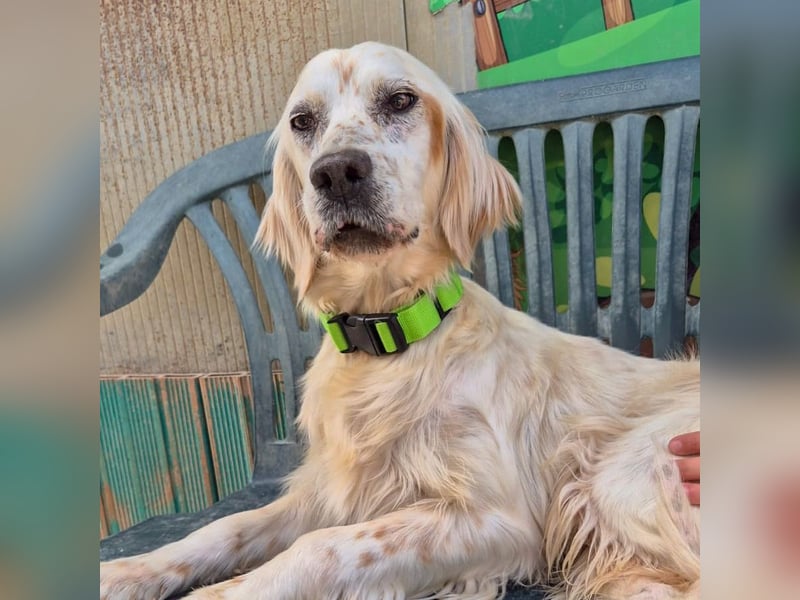 Ketty - fröhliche Setter Dame sucht liebevolles aktives Zuhause