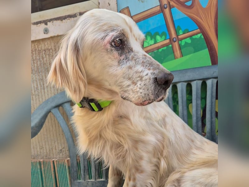 Ketty - fröhliche Setter Dame sucht liebevolles aktives Zuhause