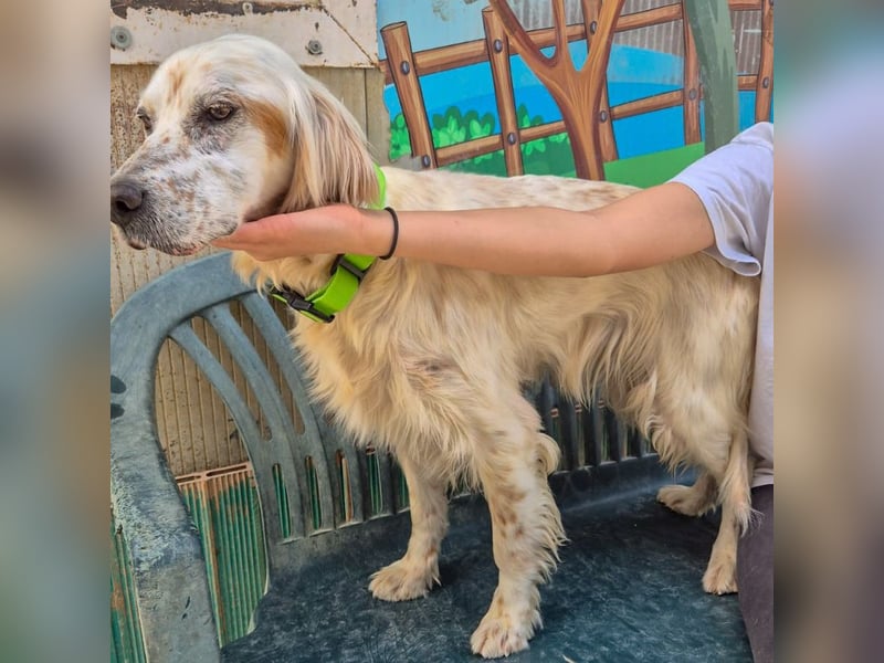 Ketty - fröhliche Setter Dame sucht liebevolles aktives Zuhause