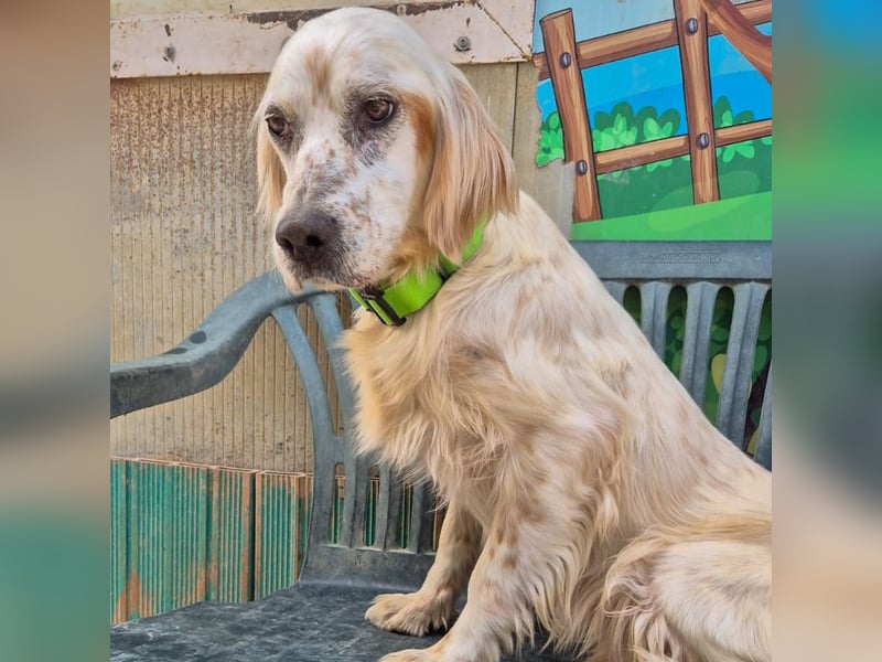 Ketty - fröhliche Setter Dame sucht liebevolles aktives Zuhause