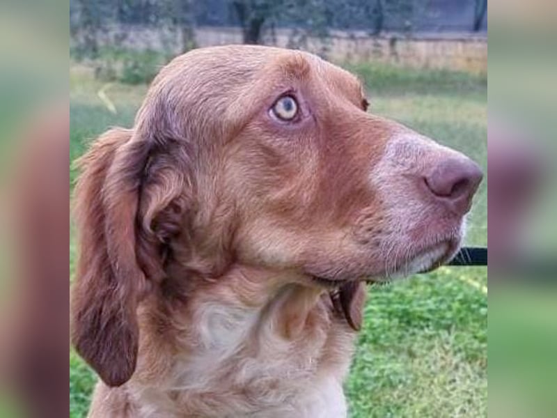 Baby - die sanfte Kämpferin liebt Kinder, Hunde , Katzen und ein warmes Körbchen