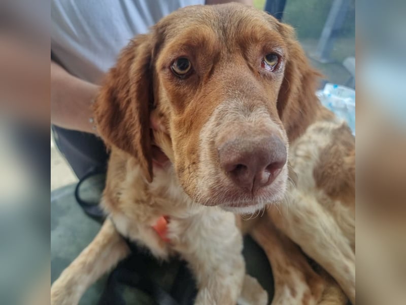 Baby - die sanfte Kämpferin liebt Kinder, Hunde , Katzen und ein warmes Körbchen