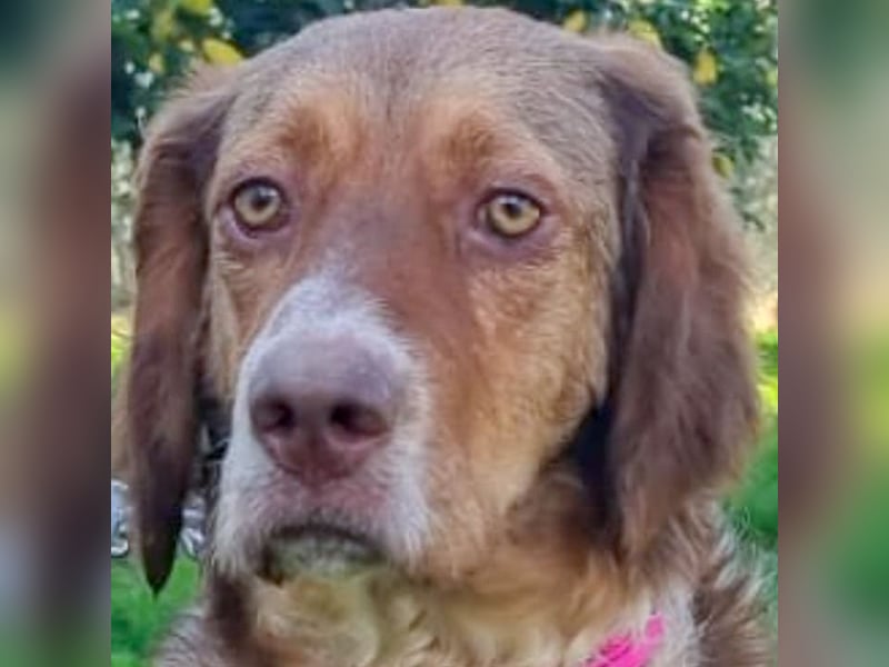 Baby - die sanfte Kämpferin liebt Kinder, Hunde , Katzen und ein warmes Körbchen