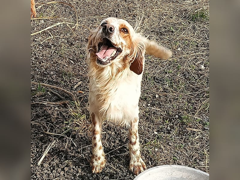 Giada