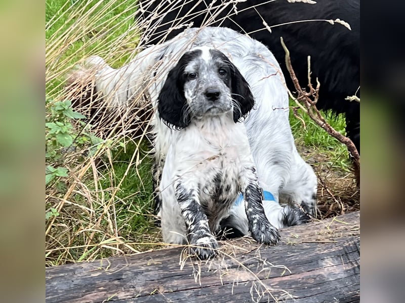 Süße English Setter Welpen mit Stammbaum