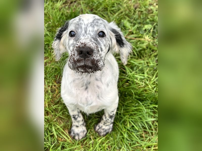 Süße English Setter Welpen mit Stammbaum