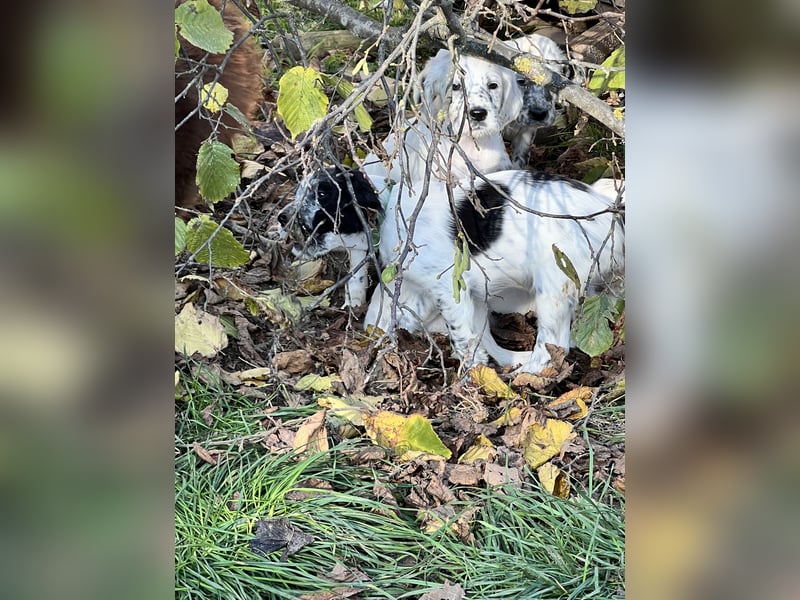 Süße English Setter Welpen mit Stammbaum