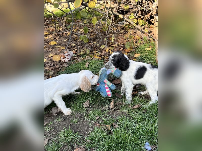 Süße English Setter Welpen mit Stammbaum