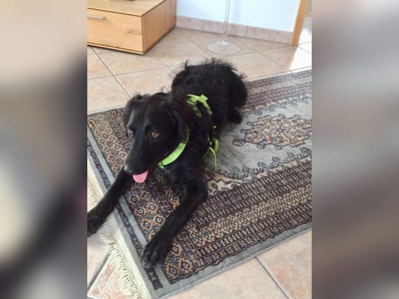 KIRA in der Eifel sucht neues aktives Zuhause