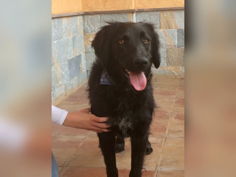 KIRA in der Eifel sucht neues aktives Zuhause