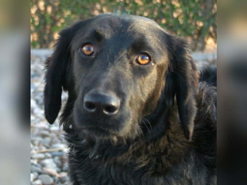 KIRA in der Eifel sucht neues aktives Zuhause