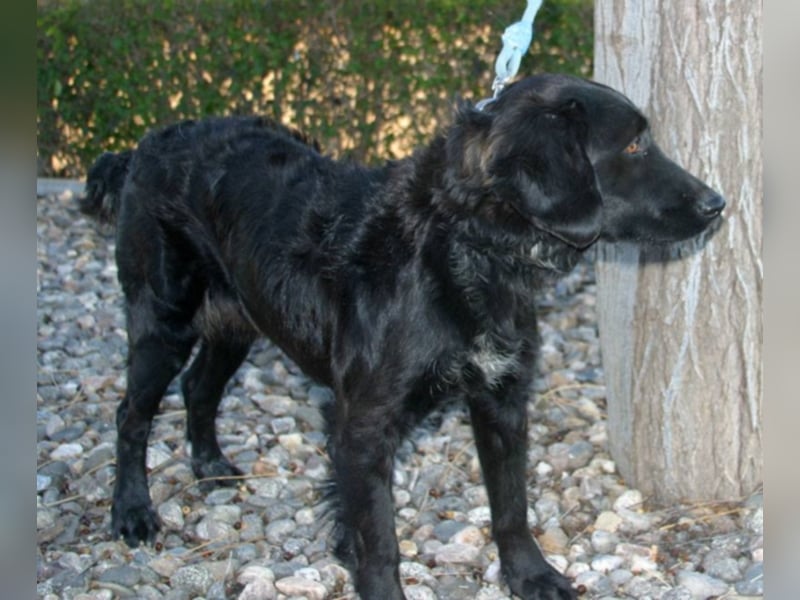 KIRA in der Eifel sucht neues aktives Zuhause
