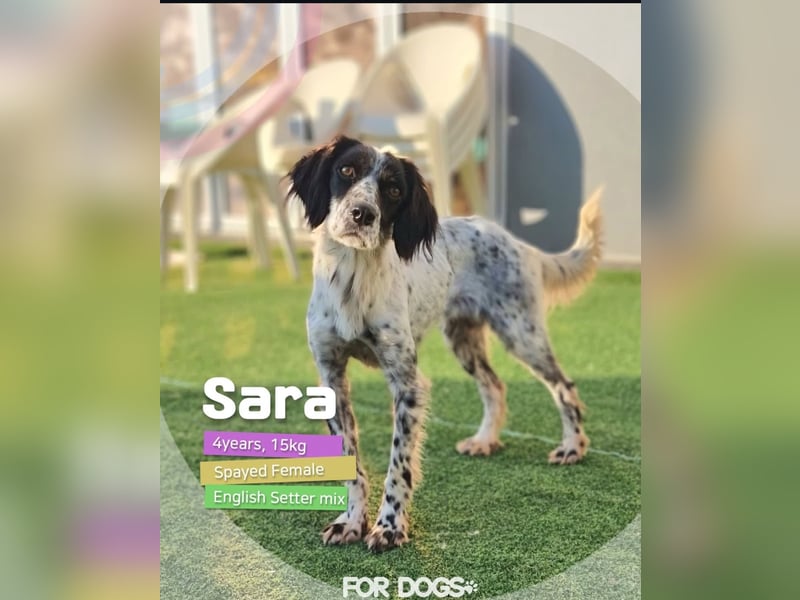 Sara – Zarte Seele sucht leises Glück