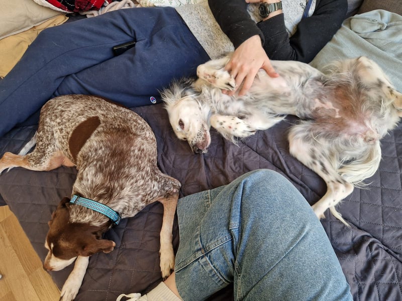 Kora – sensible Setter-Seele sucht liebevolles Zuhause!