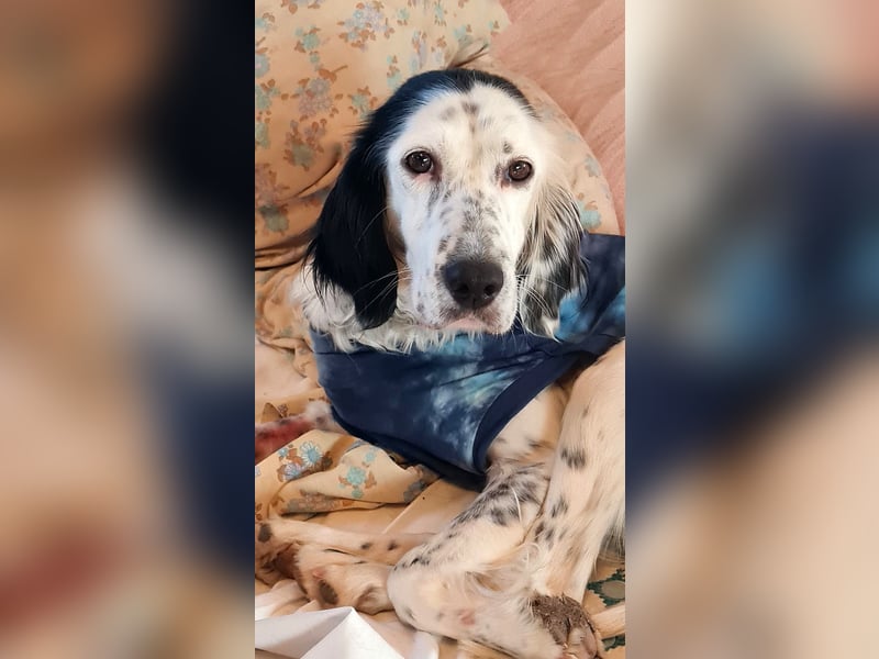 Kora – sensible Setter-Seele sucht liebevolles Zuhause!
