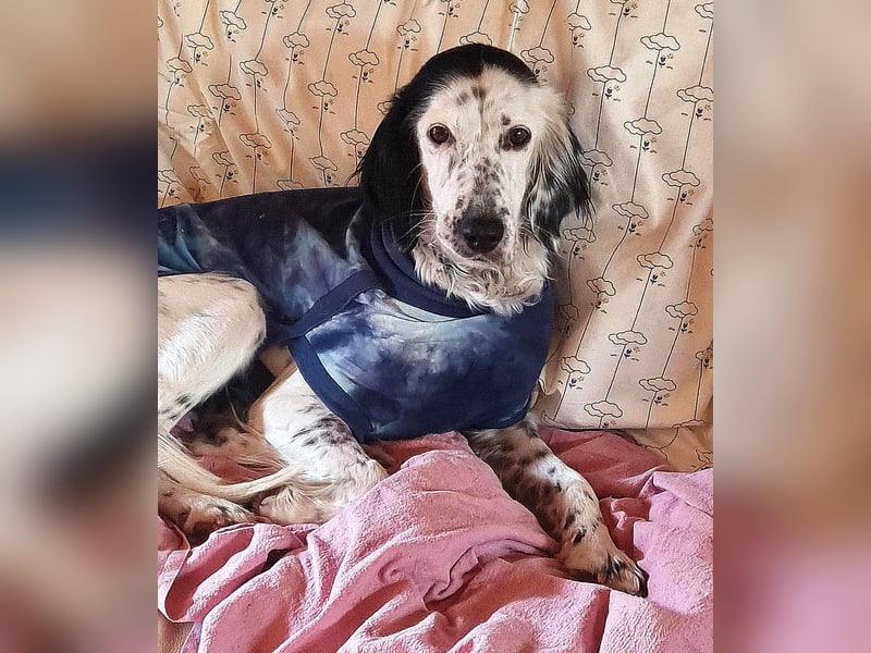 Kora – sensible Setter-Seele sucht liebevolles Zuhause!