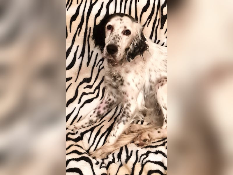 Kora – sensible Setter-Seele sucht liebevolles Zuhause!