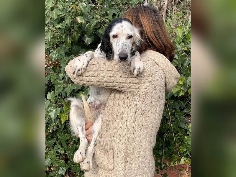 Kora – sensible Setter-Seele sucht liebevolles Zuhause!
