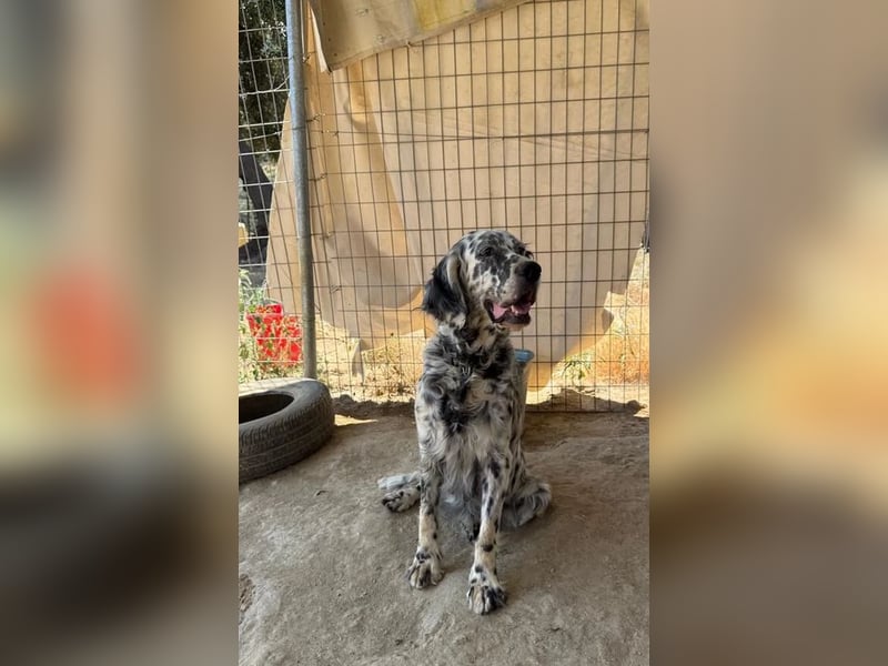 Lottie – Sanfte Setterseele sucht ihr Glück!