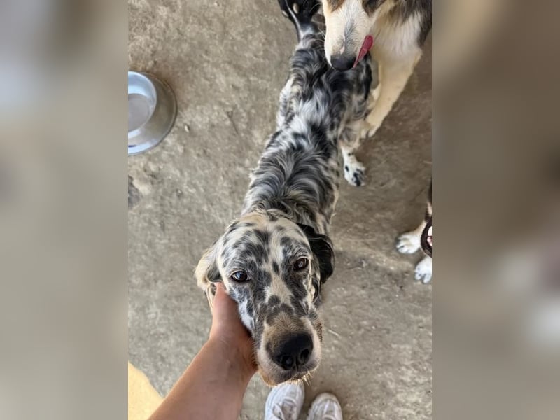 Lottie – Sanfte Setterseele sucht ihr Glück!