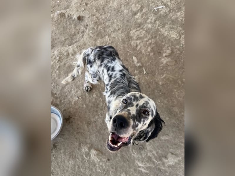 Lottie – Sanfte Setterseele sucht ihr Glück!