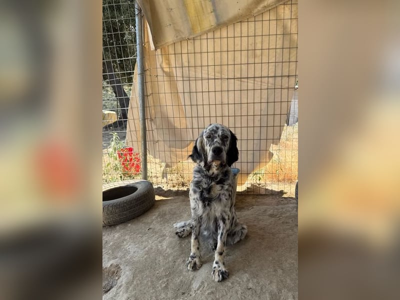 Lottie – Sanfte Setterseele sucht ihr Glück!