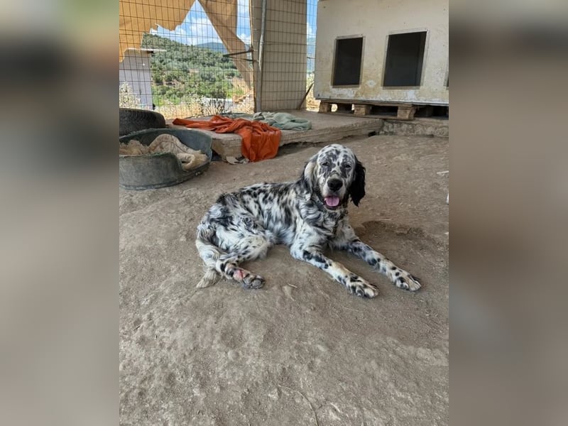 Lottie – Sanfte Setterseele sucht ihr Glück!
