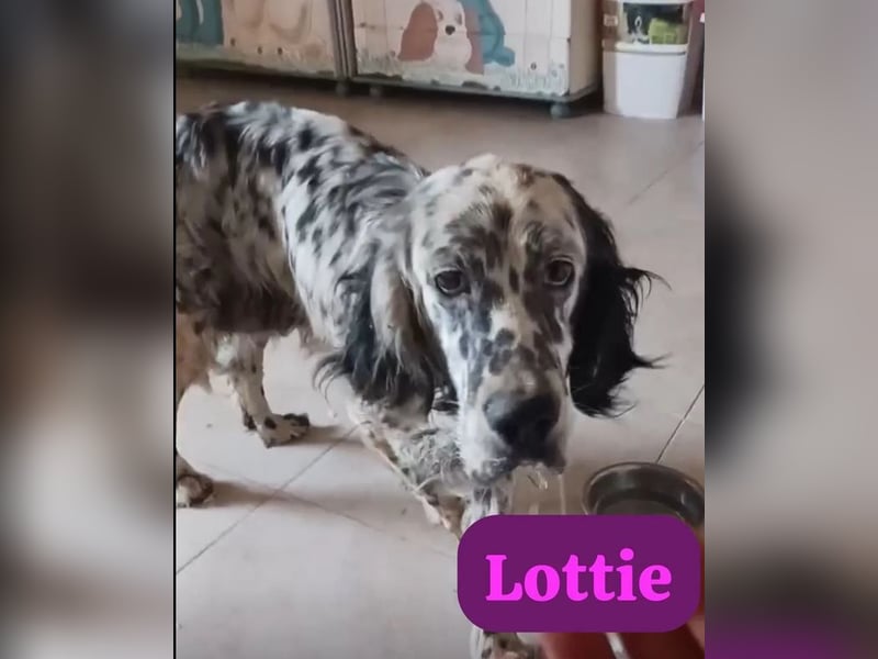 Lottie – Sanfte Setterseele sucht ihr Glück!