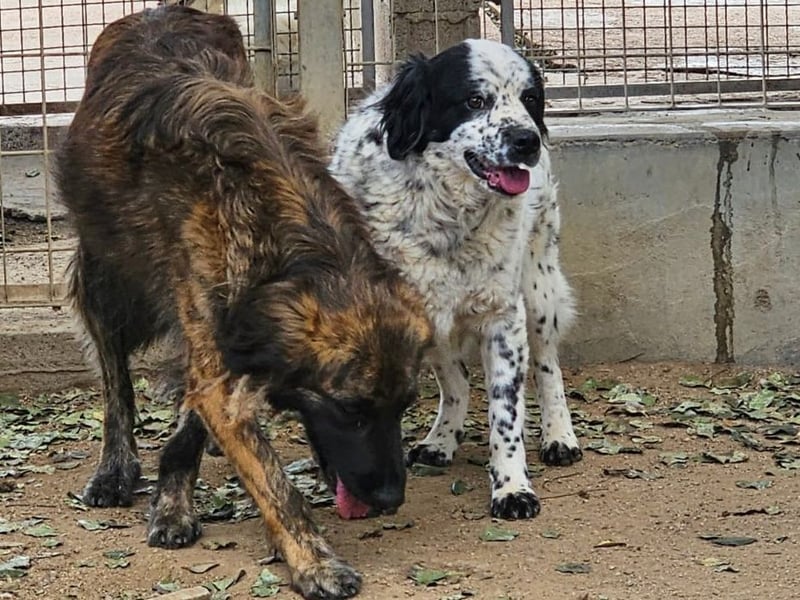 Lola - wenn du sprechen könntest ...