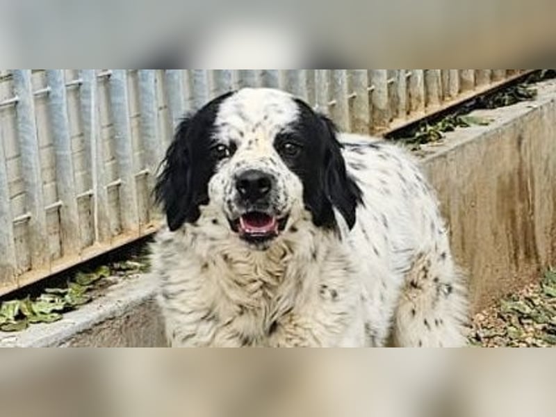Lola - wenn du sprechen könntest ...