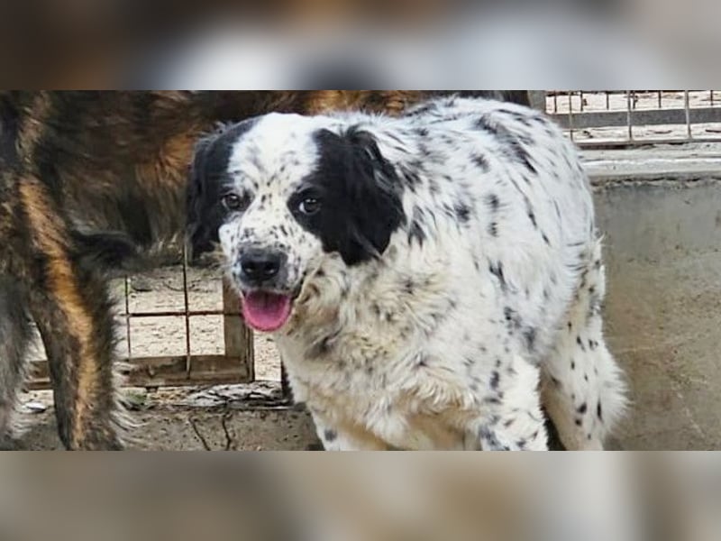 Lola - wenn du sprechen könntest ...
