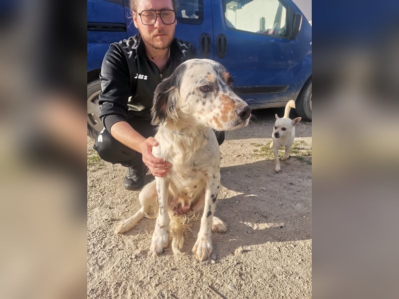 Mira – Heldin auf vier Pfoten -