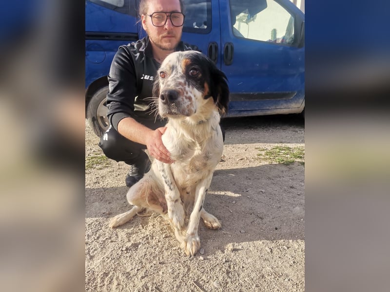 Mira – Heldin auf vier Pfoten -